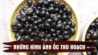 Hình ảnh  thu hoạch ốc nhồi của anh em trên Hội Nuôi Ốc Nhồi Bắc Bộ