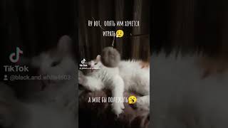 Игра с минимальным усилием😸😸😸 #funny #catshorts #cat #котики