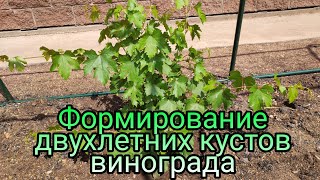 Формирование двухлетних кустов винограда