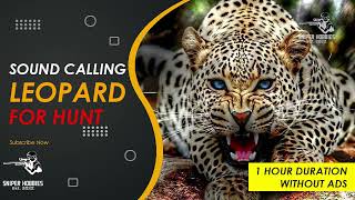 SOUND CALLING LEOPARD FOR HUNT