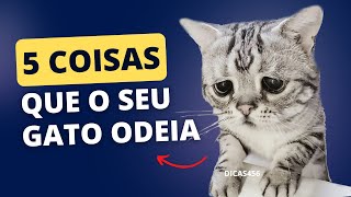 5 COISAS QUE SEU GATO MAIS ODEIA