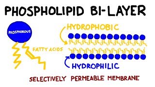 Carbohydrates and Lipids: Key Biomolecules I