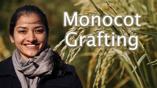 Flash talk: Monocot Grafting – A tool to future proof crops for changing climate 🌾 Dr Pallavi Singh