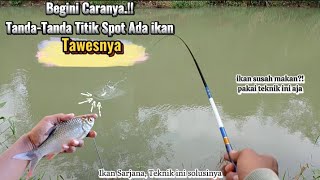 TEKNIK DAN CARA EFEKTIF MANCING IKAN TAWES YANG SUSAH MAKAN. #mancingtawes #mancing