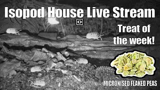 Live Stream at Isopod House - Feeding Crushed Dried Peas Relaxing live stream to unwind to.