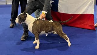 Vikinga Roswellbull  Campeona Mundial 🌎 world  Dog Show brasil 2022