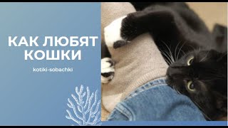 Как любят кошки? Признаки любви кошки к человеку.