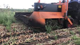 Schukkert met Loonbedrijf Antuma aan het zaaiuien rooien met nieuwe Keulmac 2.25 rooier