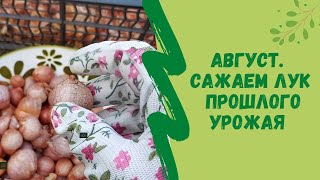 Август. Сажаем лук прошлого урожая