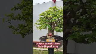 Bonsai Sianci Milik Hendro Purwono Bandar Lampung Np 168