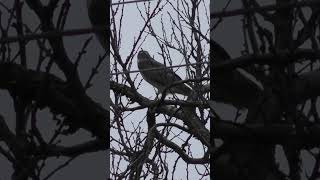 Ястреб-Перепелятник (Accipiter nisus, Sparrowhawk)