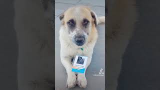 #fouryou                                         El es Robin, un canino trabajador de una gasolinera