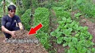 Cara membuat pupuk organik penyubur tanaman gratis mudah dan simple