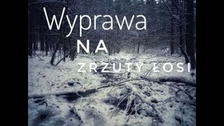 Wyprawa na zrzuty łosi - weekend w lesie tropy dzików i wilków piękna zimowa aura w lesie