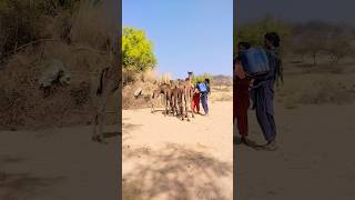 camel Baby Drink water #viral #foryou #animals #beautiful #amazing #camel #shorts #subscribe