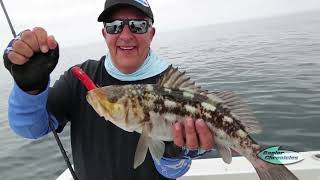 Calico Bass at San Benito Island