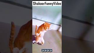 Jo Jo Jo Jo 😂 billi ka dance #cat #shorts #dance #youtubeshorts