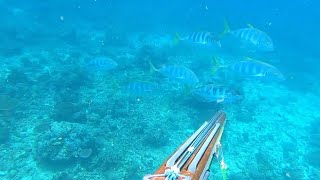 Spearfishing,Air Jernih Spot Dangkal,Hasil Di Bagi ke Tetangga