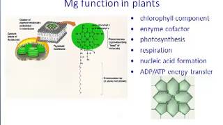 ALM114 Lecture 8 Ca Mg S