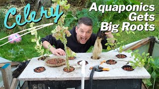 Quick Peek - Aquaponics Crazy Roots 2020 UPDATE. Moving everything to the indoors systems