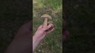 Mushroom Foraging #shorts - Summer Cep Mushroom Hunting 2024