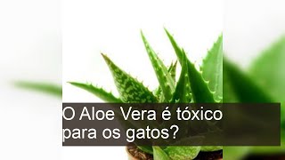 O Aloe Vera é tóxico para os gatos?