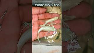 🔥White Molly Fish ||🔥এক জোরা সাদা মলি || @MaserKhamar #shortvideo #viralvideo #youtubeshorts