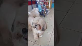 DUAS CACHORRINHAS  SHIH TZU MUITO AMÁVEIS.