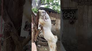 Khubsurat Jphansa #music #song #hiphop #goat #hansagoat #goatfarming #animals #khassigoat #cover