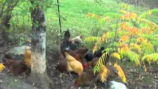 A visually pleasing fence to keep chickens in the yard