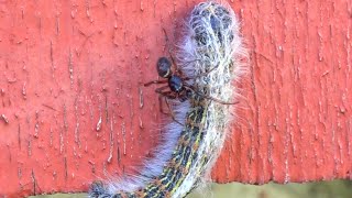 Spider vs caterpillar