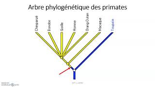 La phylogénèse : établir des parentés à l'aide d'arbres phylogénétiques ou de groupes emboîtés