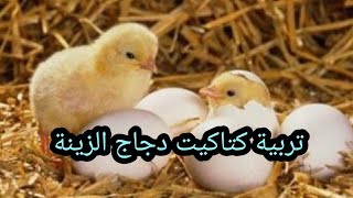 تربية كتاكيت دجاج الزينة