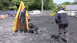 Paul Flanagan Schutzhund IPO Dog Seminar 2014