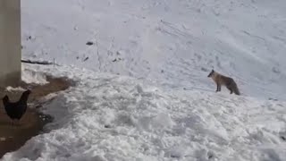 Erzurum'un Hınıs ilçesinde Köye inen tilkinin tavukları sahibinin yanında çalma mücadelesi ve ödülü.