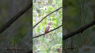 Вертишейка / Wryneck