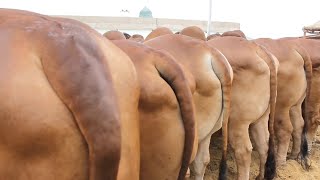 AFRIDI SAHIWAL KINGS || HEAVY GAIN BROWN BULLS AT AFRIDI CATTLE FARM