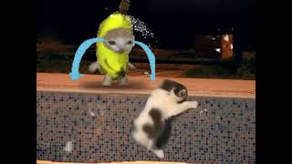 The daily life of happy cat and banana cat 5