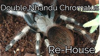 Double Nhandu Chromatus Re-house!