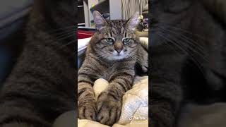 Кот в Тик Ток cute cats in tik tok