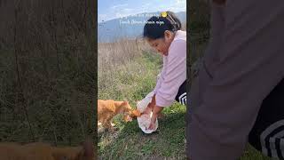 Ang pusa na palaging gutom. #shorts #kedi #cat #pusa #tavukdöner #pinayinturkey #food #türkiye