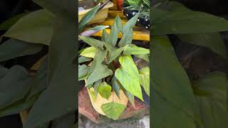 Plants corner #plants #gardening #trendingshorts #shorts