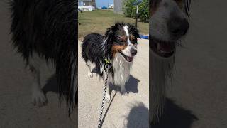 Jaxy spent all day at the beach,got his bath at the outdoor wash stop &dried his fur into the sunset