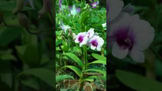 Explore Orchids Plant #nature #bumitraa #gardening #nursery #plantaddict #orchids #indoorplants