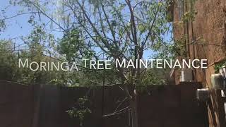 Moringa Tree Update and Maintenance.