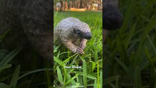 Pangolins: The Ant-Eating Armored Wonders You Never Knew Existed