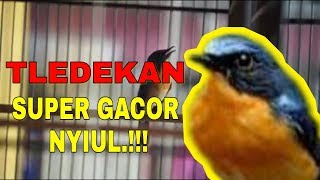 Burung TLEDEKAN super GACOR!!!  cocok buat masteran.