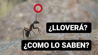 PREDECIR la LLUVIA en la SELVA↪ COMPROBANDO la CONEXIÓN de las HORMIGAS 🐜 y el CLIMA. 🌧