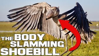 The Shoe-faced BODY SLAMMER - Shoebill - Animal a Day