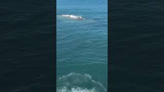 Jumping off rock near a seal in Newquay. R kid